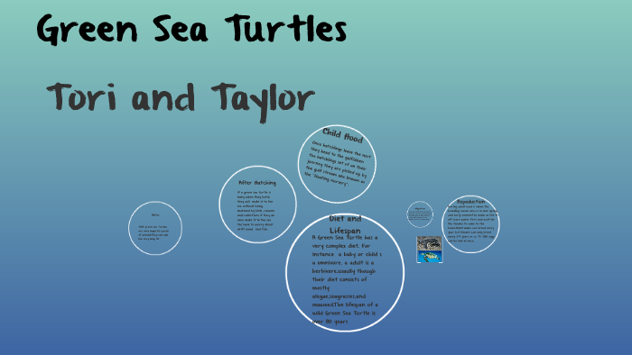 Green Sea Turtles by VicTORIA ALBRIGHT 428044 on Prezi