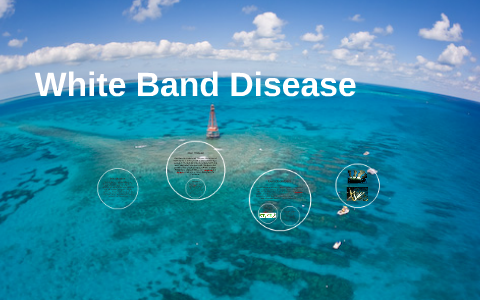 White Band Disease by Michala Laufle