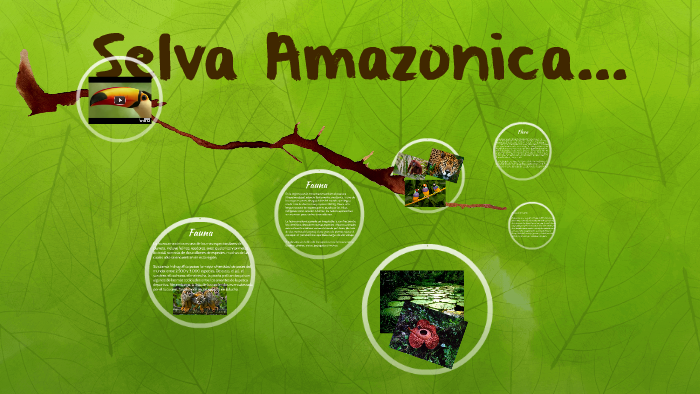 Selva Amazonica... by Elea Murúa on Prezi