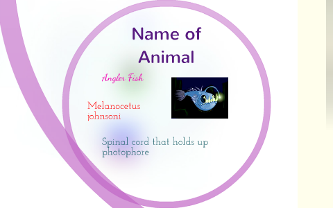 The Angler Fish by stephanie hayne on Prezi