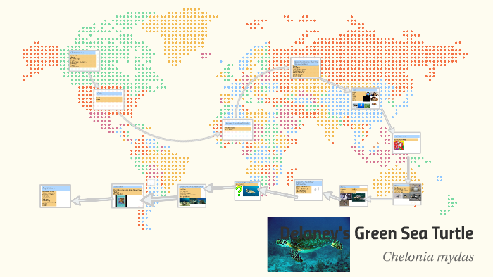 Green Sea Turtle by Laura Nordby on Prezi