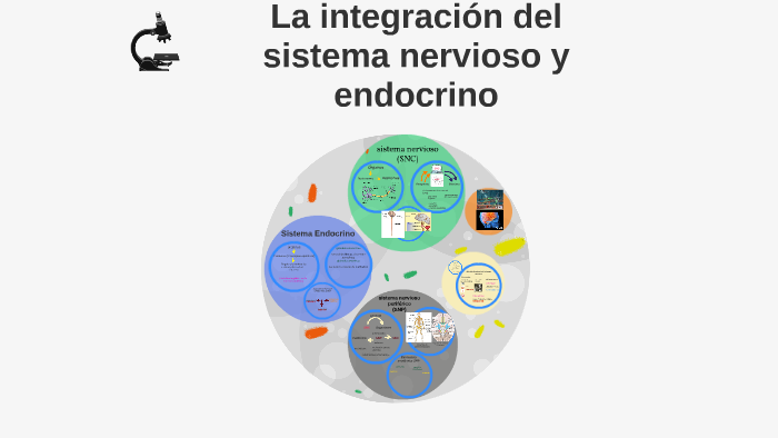 La integracion del sistema nervioso y endocrino by ignacio blodorn on Prezi