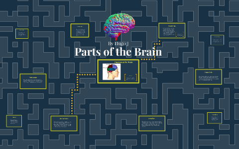 Parts of the Brain by Hugo Jordan on Prezi