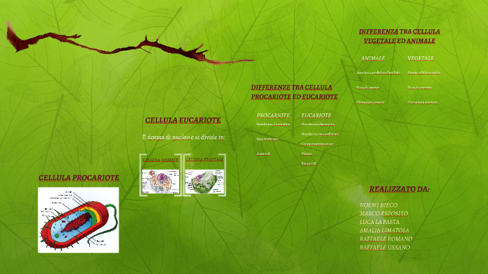 CELLULA PROCARIOTE by Noemi Bieco on Prezi