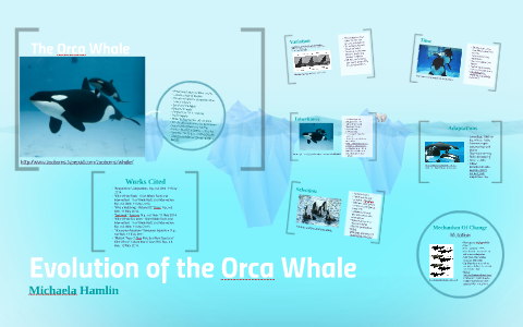 Orca Whale Adaptations by Michaela Hamlin