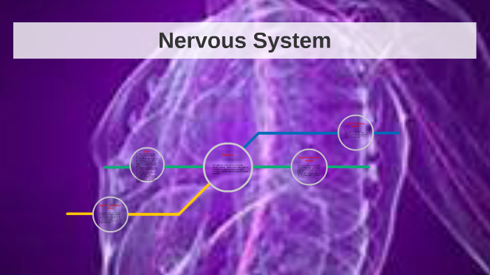 Nervous System by on Prezi