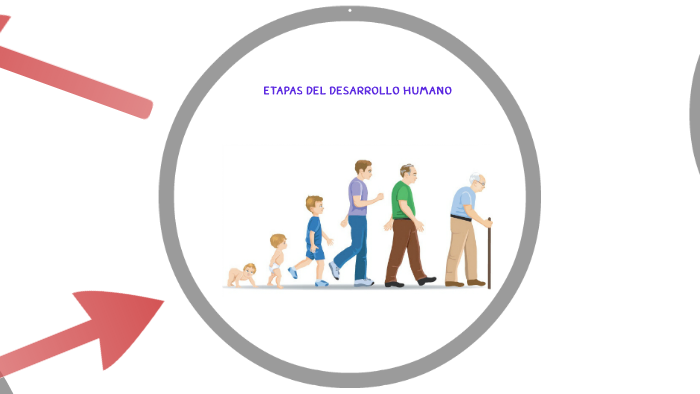 ETAPAS DEL DESARROLLO HUMANO by