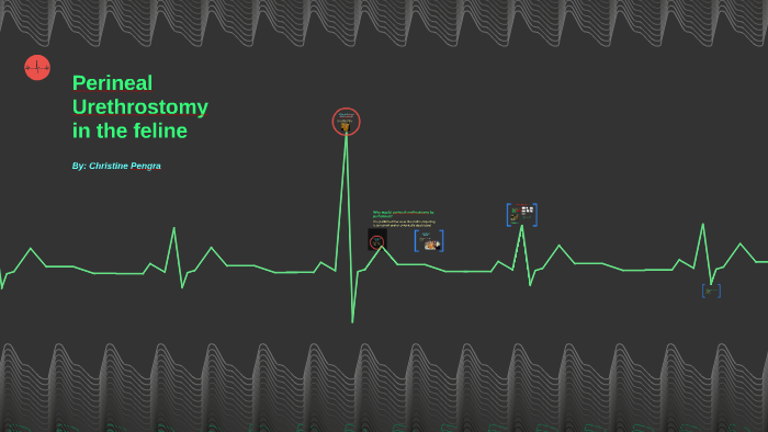 Perineal Urethrostomy in the feline by Christine Pengra