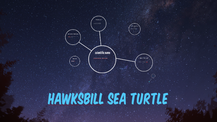Hawksbill sea turtle by lucy barnes on Prezi