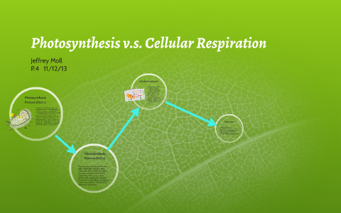 Photosynthesis v.s. Cellular Respiration by Jeffrey Moll on Prezi