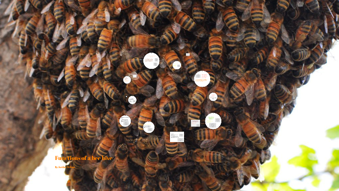 Functions Of A Bee Hive By Jordan Wilson On Prezi