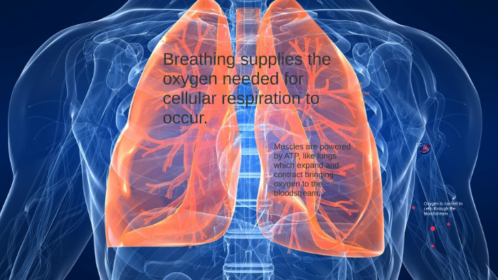 Cellular Respiration and Breathing by Neve MA on Prezi