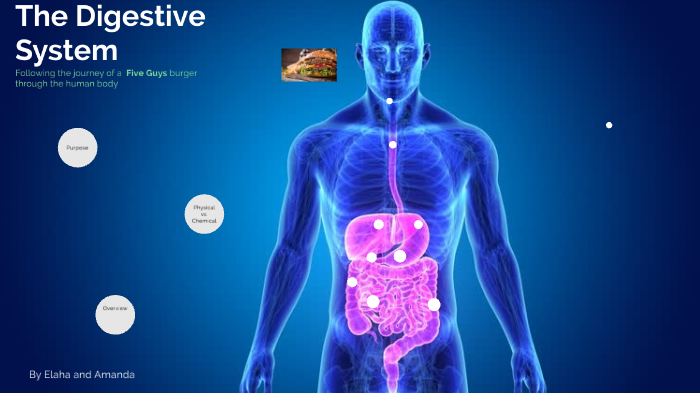 The Digestive System by Elaha Niazi on Prezi