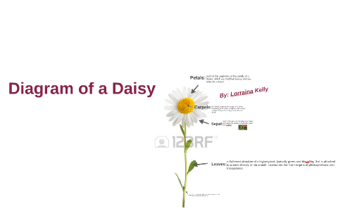 Be a flower монолог. Parts of Daisy. Схема Ромашка курсов. Daisy Flowers перевод. Daisy Цветочная ферма.
