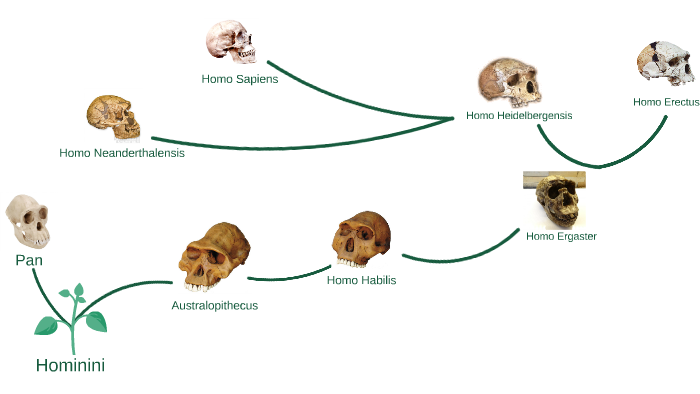 Hominini