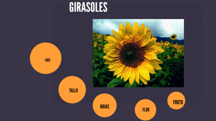 Girasoles by yohana elizabeth ramos ruiz on Prezi Next