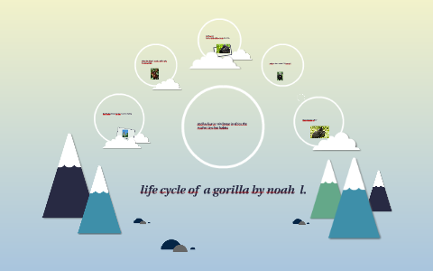 life cycle of a gorilla by noah l. by Noah L