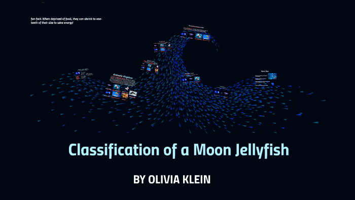 classification of a moon jellyfish by olivia klein on Prezi