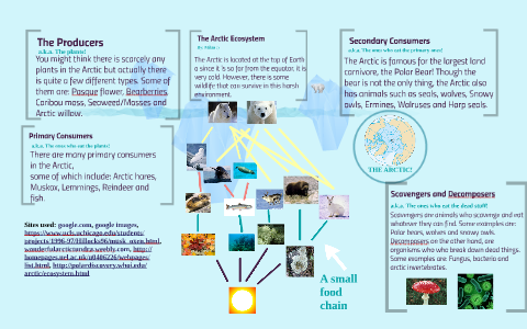 The Arctic Ecosystem by Mehtab Sandhu on Prezi