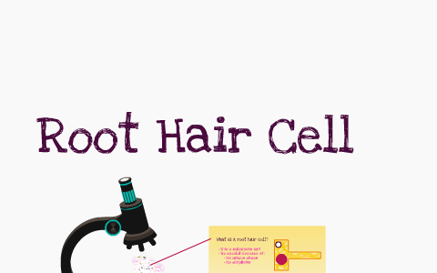 Root Hair Cell by Megan Dill