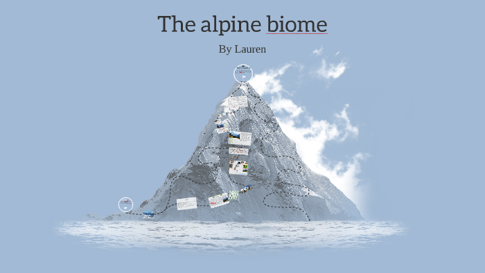 The Alpine Biome By Lauren D On Prezi