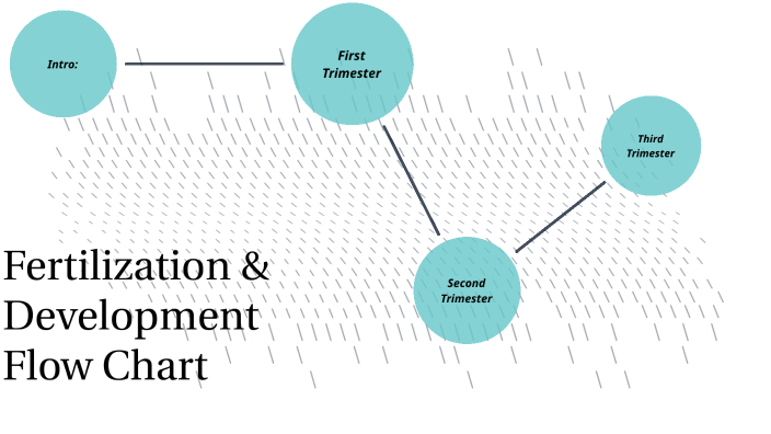 Fertilization & Development Flow Chart by Anastasia Michas on Prezi
