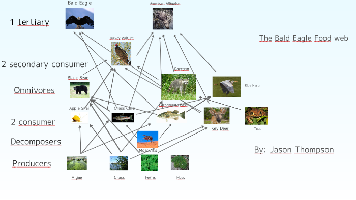 Bald eagle Food Web (Everglades) by Jason Thompson on Prezi