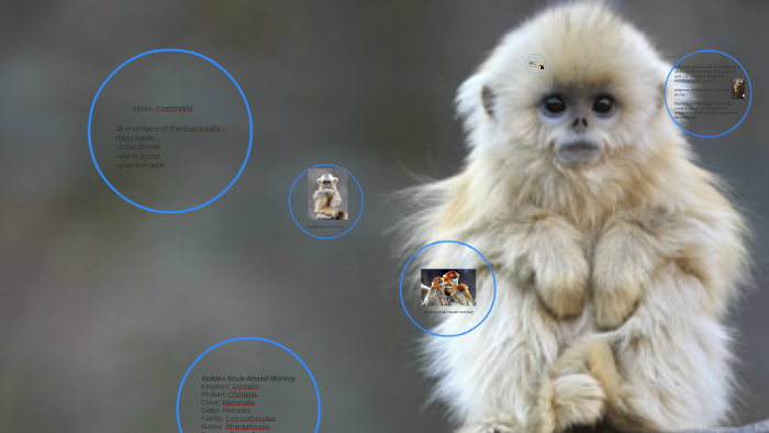 golden stub-nosed monkey by brynley jones on Prezi