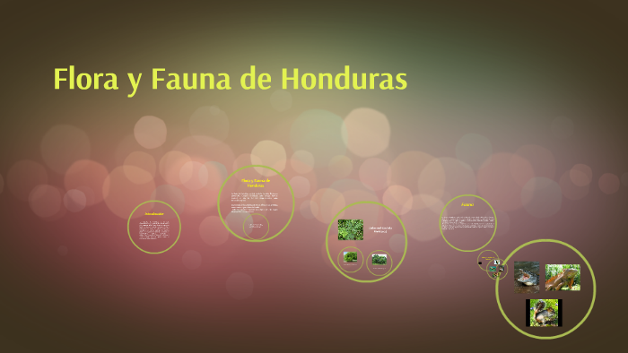 Flora y Fauna de Honduras by sabrina maradiaga on Prezi Next Flora y Fauna de Honduras by sabrina maradiaga on Prezi Next