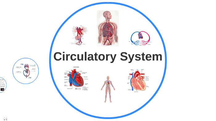 Circulatory System yr 11 Biology by Nicholas Hauschild on Prezi