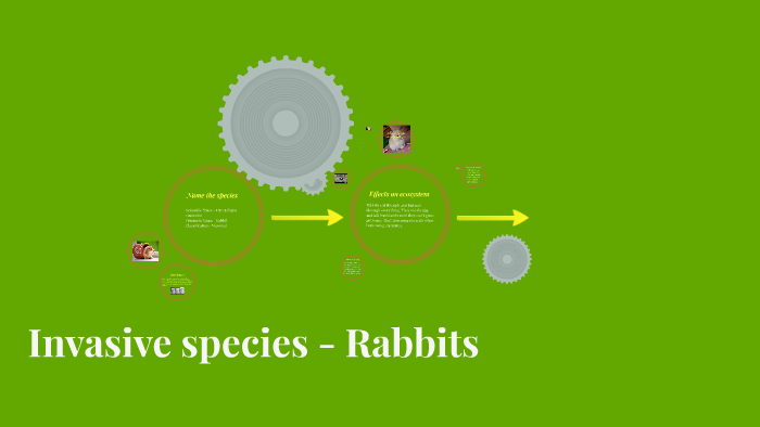 Invasive Rabbit Invasive Species -Rabbits by Rhiya Ashman on Prezi