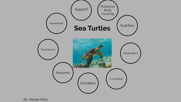 Sea Turtles by Marlie Moix on Prezi