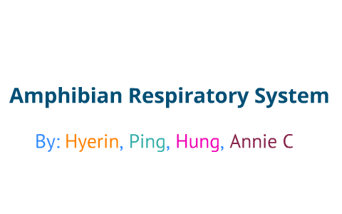Amphibian Respiratory System by Hye Rin on Prezi