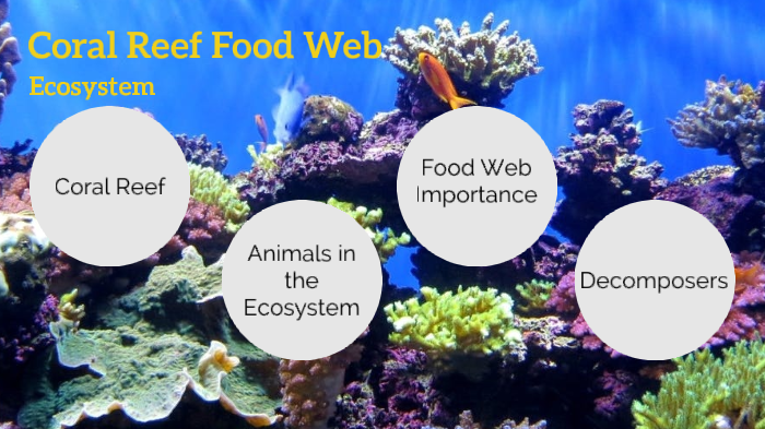 Coral Reef Food Web by Shiloh Roberts on Prezi