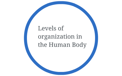 Levels of organization in the Human Body by Nathan Fleshman on Prezi