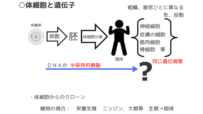 10体細胞と遺伝子 By Hiroshi Shimizu On Prezi Next