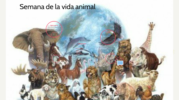 Semana de la vida animal by Juleixi Mayorga on Prezi