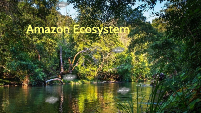 Amazon Ecosystem by Alexaner Vatrachki on Prezi