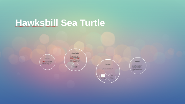 Hawksbill Sea Turtle by Xander Wilson on Prezi