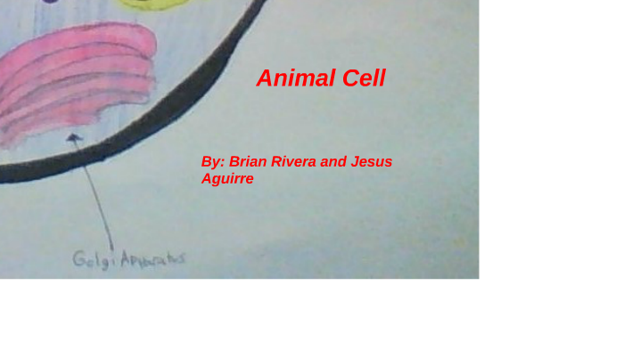 Animal Cell by Brian Rivera on Prezi