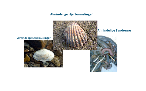 Biologi - Hjerte, sand musling og sandorm by Elicia Marie Frikke ...