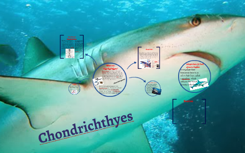 What Are Chondrichthyes By Jacklyn Payne