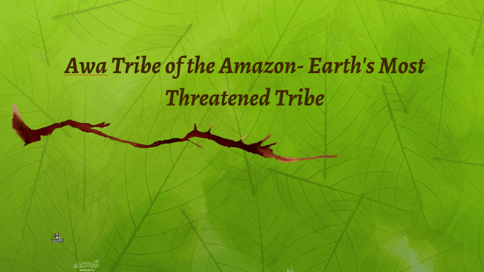 Awa Tribe Of The Amazon Earths Most Threatened Tribe By Midori Hill