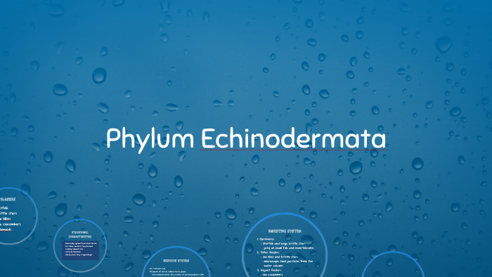 Phylum Echinodermata by Charliyah Iwanet on Prezi