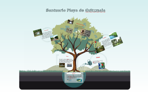 Playa de Cuitzmala by Noé C. García on Prezi