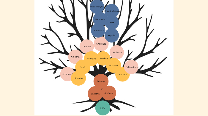 Classification Poster by Clare Frawley on Prezi