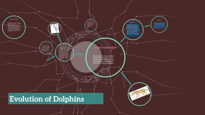 Dolphin Evolution Tree Evolution of Dolphins by Taylor Willis on Prezi