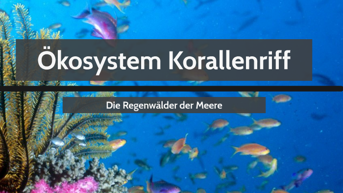 Ökosystem Korallenriff by jannik tim