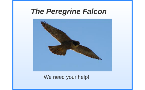 Peregrine Falcons by Rachel Thornton on Prezi