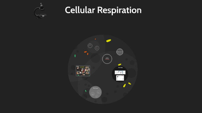 experiments about cellular respiration